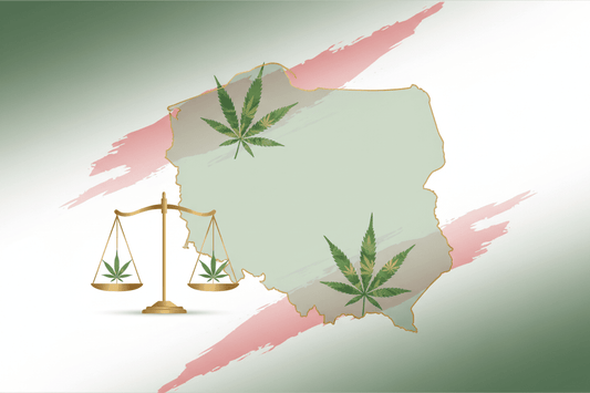 CBD w Polsce – co jest legalne, a co nie? ⚖️🌿 - PuffoShop