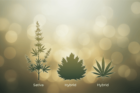 🌿 Sativa vs. Indica vs. Hybryda – czym się różnią i co wybrać? Przewodnik dla początkujących - PuffoShop