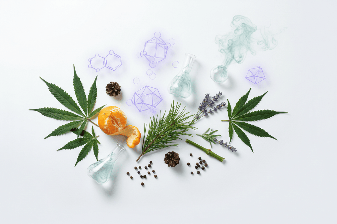 🔬 Terpeny – Aromatyczna Nauka o Konopiach - PuffoShop