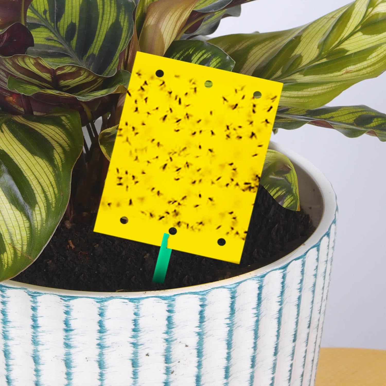 Blooven 30 szt. pułapek na owady, przeciw muszkom wewnętrznym, pułapki samozaciskowe, wodoodporne, ochrona roślin kwiatowych (Czarny 30 sztuk) - PuffoShop