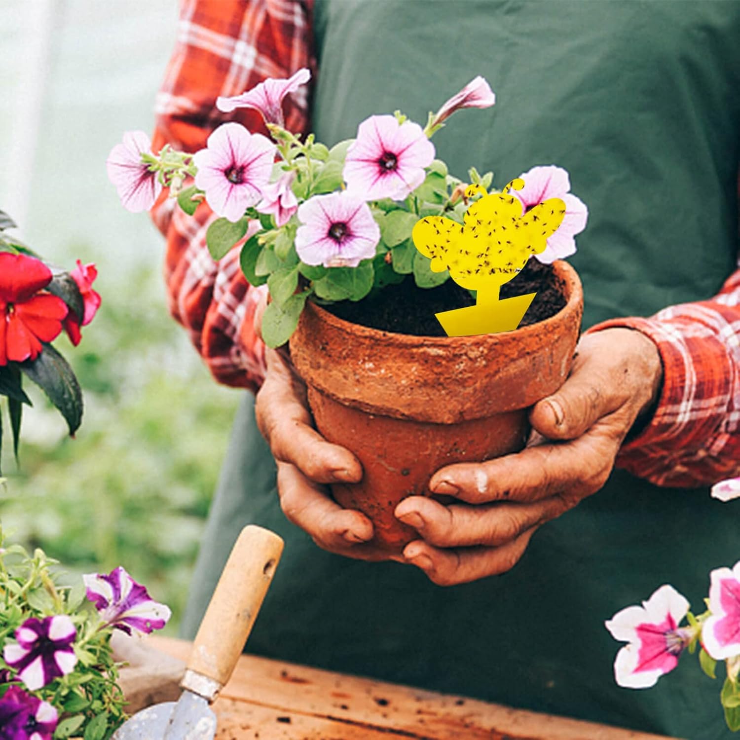 Blooven 30 szt. pułapek na owady, przeciw muszkom wewnętrznym, pułapki samozaciskowe, wodoodporne, ochrona roślin kwiatowych (Czarny 30 sztuk) - PuffoShop
