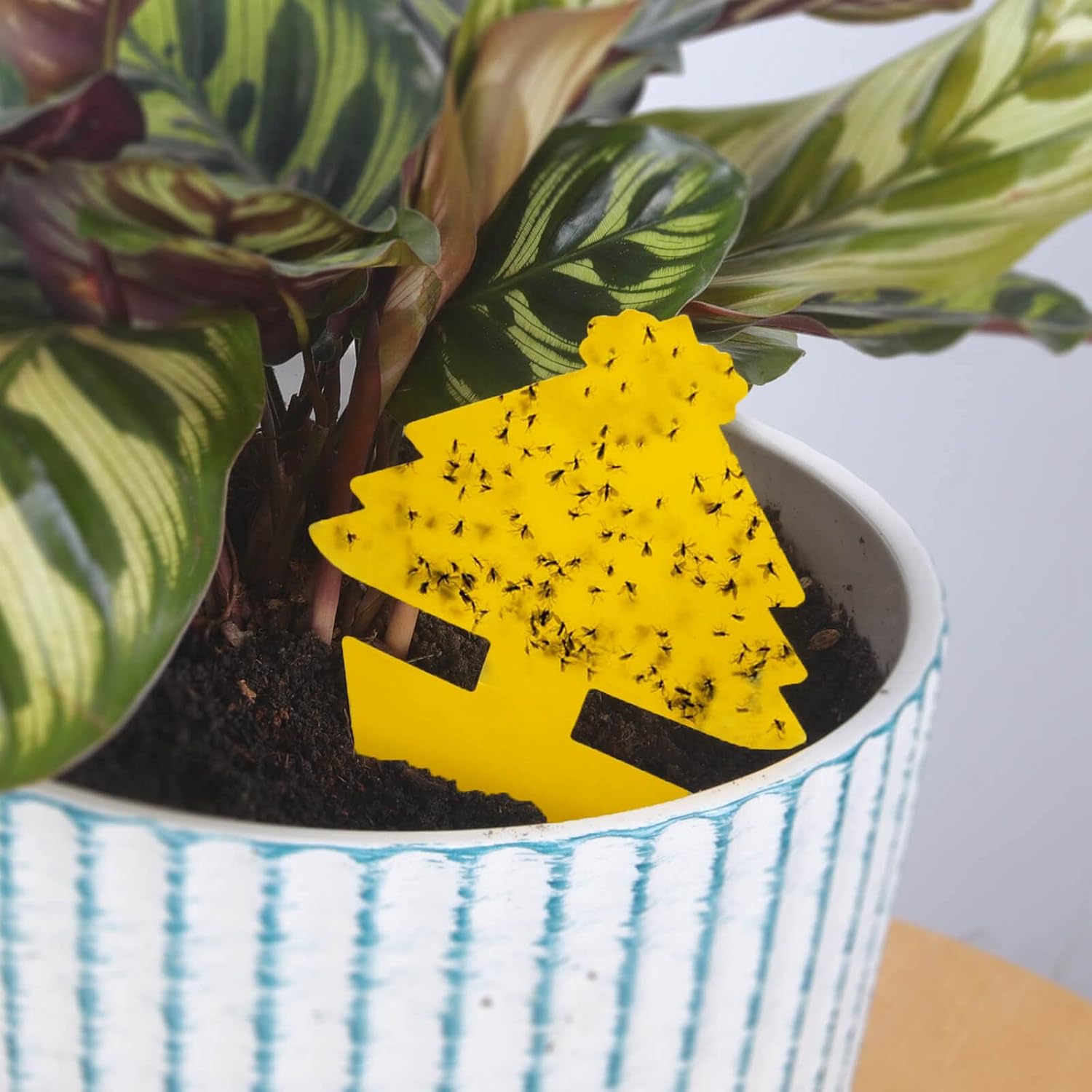 Blooven 30 szt. pułapek na owady, przeciw muszkom wewnętrznym, pułapki samozaciskowe, wodoodporne, ochrona roślin kwiatowych (Czarny 30 sztuk) - PuffoShop