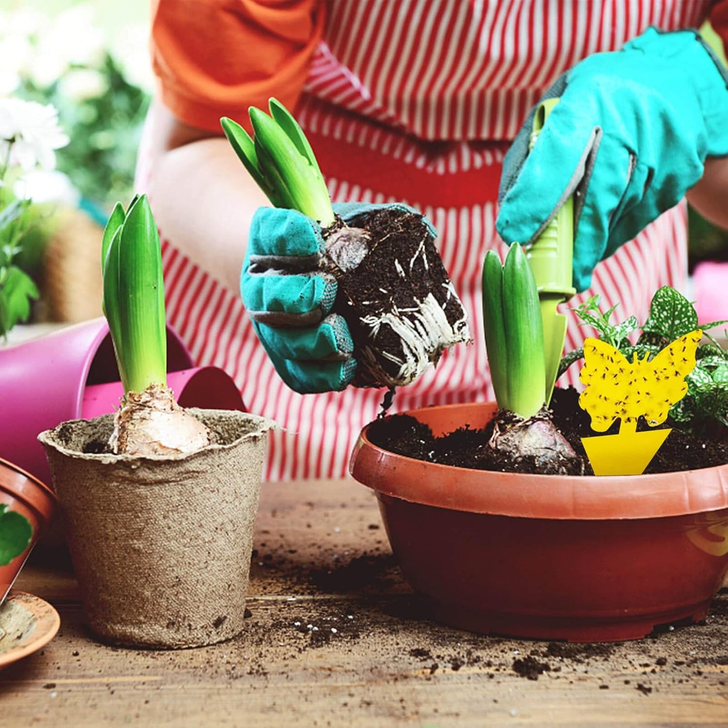 Blooven 30 szt. pułapek na owady, przeciw muszkom wewnętrznym, pułapki samozaciskowe, wodoodporne, ochrona roślin kwiatowych (Czarny 30 sztuk) - PuffoShop