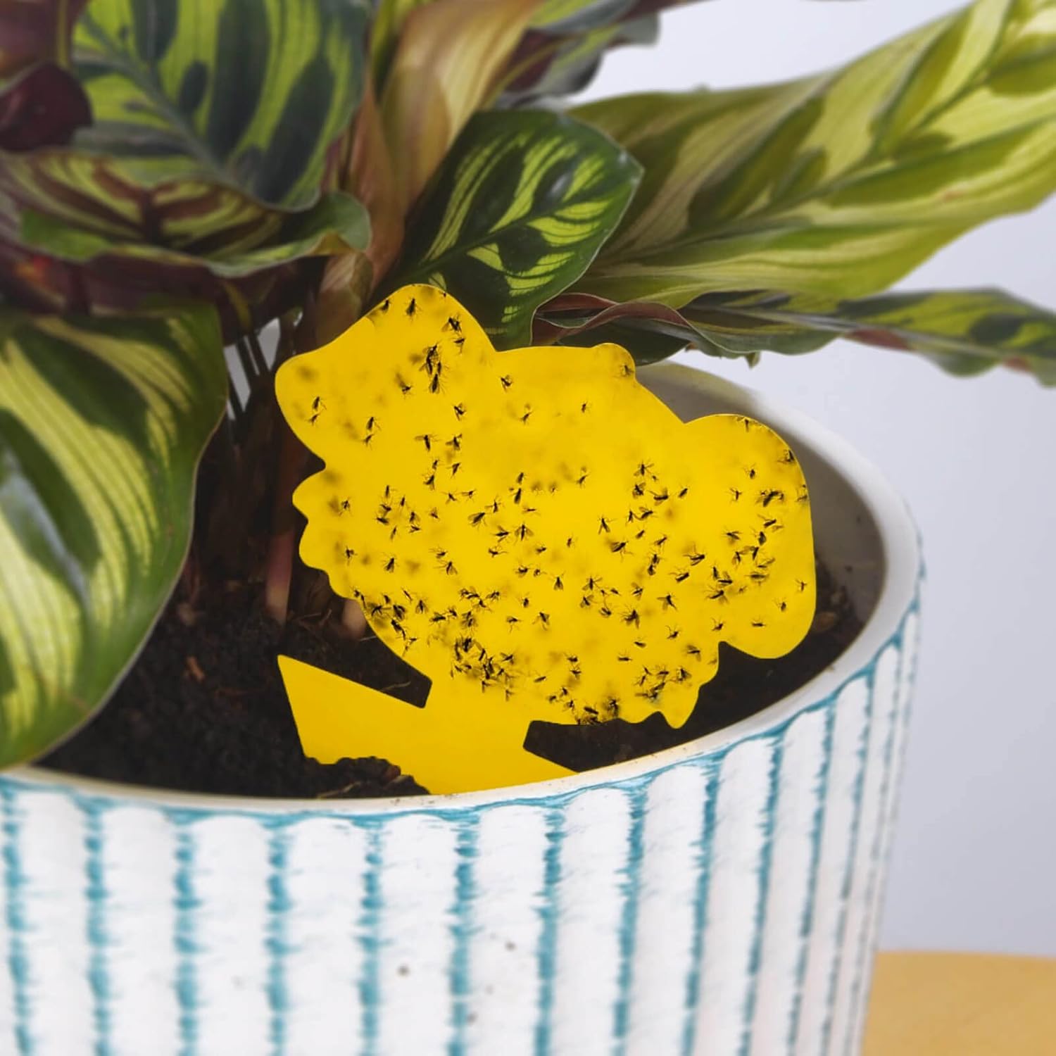 Blooven 30 szt. pułapek na owady, przeciw muszkom wewnętrznym, pułapki samozaciskowe, wodoodporne, ochrona roślin kwiatowych (Czarny 30 sztuk) - PuffoShop